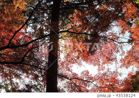 香嵐渓の紅葉 43538124
