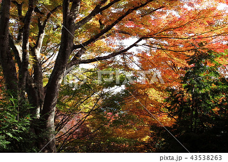 香嵐渓の紅葉 香嵐渓の紅葉 43538263