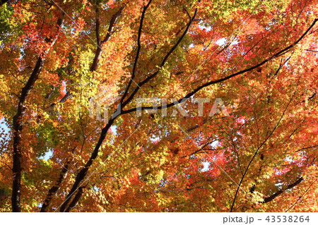 香嵐渓の紅葉 43538264