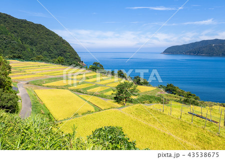 田烏の棚田 田烏の棚田 43538675