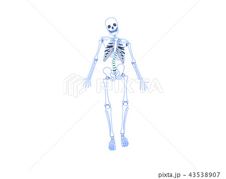 骨格のゆがみ　側弯 43538907