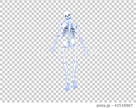骨格のゆがみ　側弯 43538907