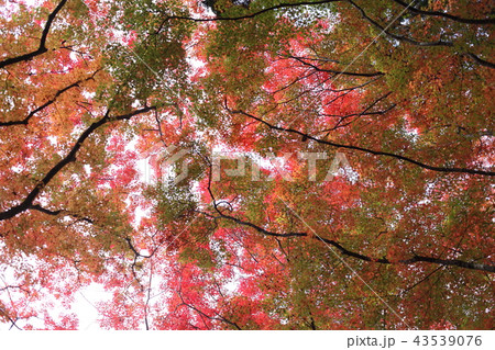 香嵐渓の紅葉 香嵐渓の紅葉 43539076