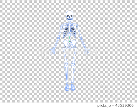 全身骨格（正面） 43539306