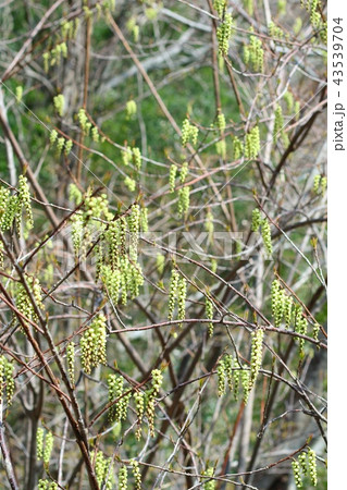 木の花　春 43539704