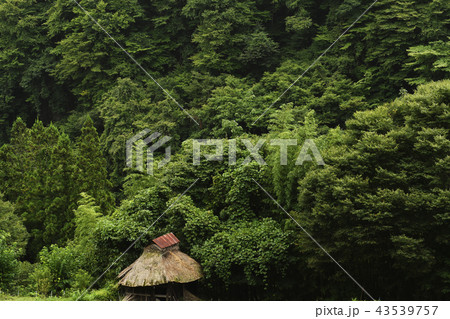 納屋と深い森 森 環境 自然 樹木 木 深山 植物 緑 エコ eco 雑木 納屋と深い森 森 環境 自然 樹木 木 深山 植物 緑 エコ eco 雑木 43539757