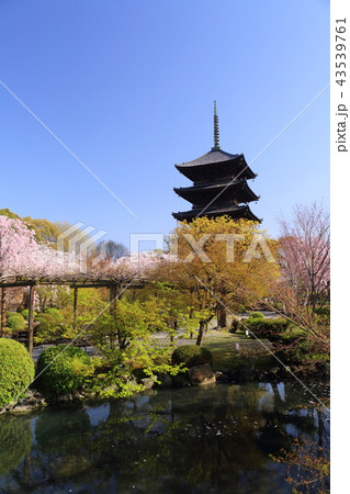 京都　春の東寺 43539761