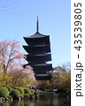 京都　春の東寺 43539805
