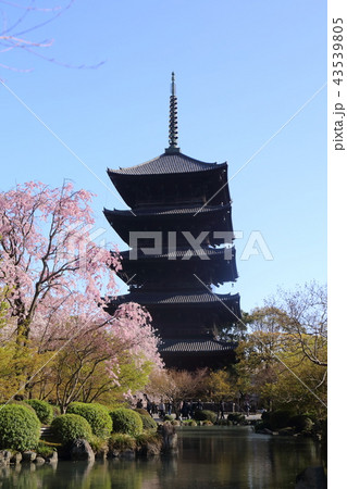京都　春の東寺 43539805