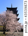京都　春の東寺 43539873