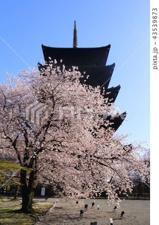 京都　春の東寺 43539873