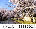 京都　春の醍醐寺 43539918