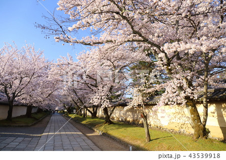 京都　春の醍醐寺 43539918