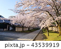 京都　春の醍醐寺 43539919