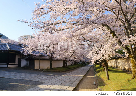 京都　春の醍醐寺 43539919