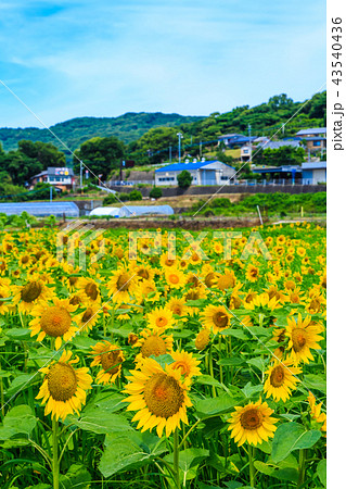 ひまわり⭐︎ S101-A ひまわり｜ポーセラーツ転写紙｜あとりえHaNa