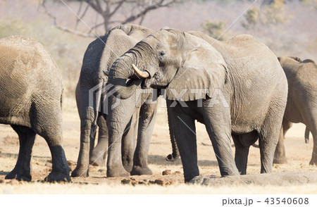 Group of african elephants at a waterhole 43540608