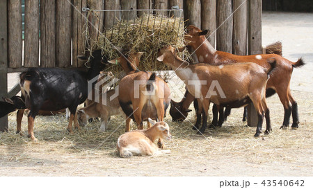 Flock of goats 43540642