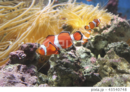 カクレクマノミ(海水魚)  カクレクマノミ(海水魚)  43540748