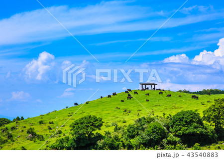 新緑の牧場の里あづま　牛の放牧　【長崎県雲仙市吾妻町】 43540883