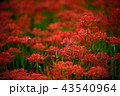 彼岸花 43540964