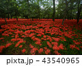 彼岸花 43540965