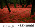 彼岸花 43540966