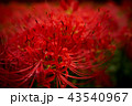 彼岸花 43540967