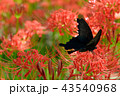 彼岸花 43540968