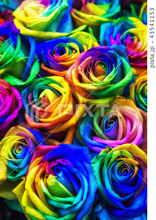 Rainbow colored roses 43541153