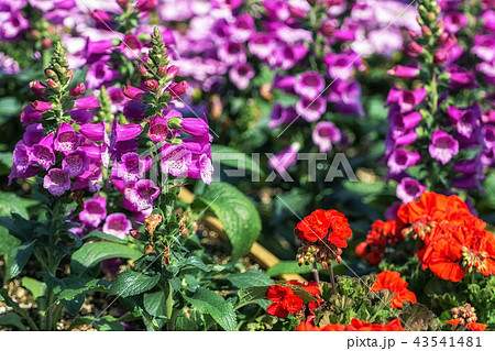 Purple digitalis flower 43541481