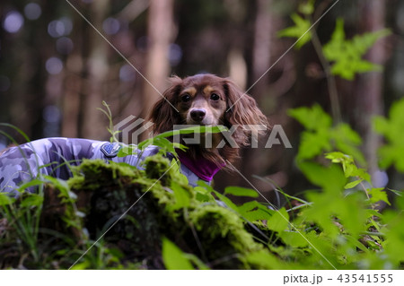 ダックス　カニンヘン　可愛い 43541555