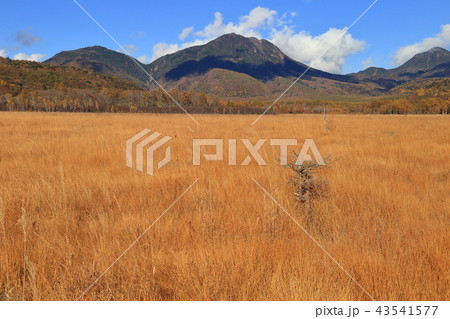 秋の日光戦場ヶ原の自然研究路から北東の太郎山、山王帽子山を見る 43541577