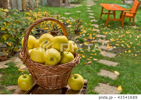 Yellow apples in the wicker basket in the garden 43541689