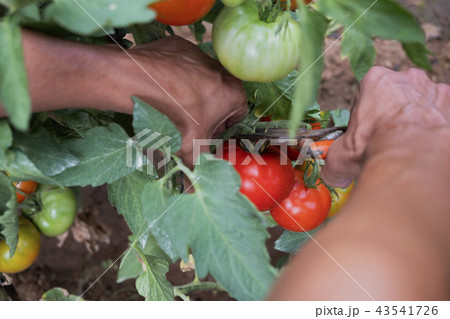 young man picking a tomatoes from the plant young man picking a tomatoes from the plant 43541726