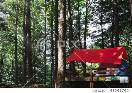 自然 休養林 五葉松 43541740