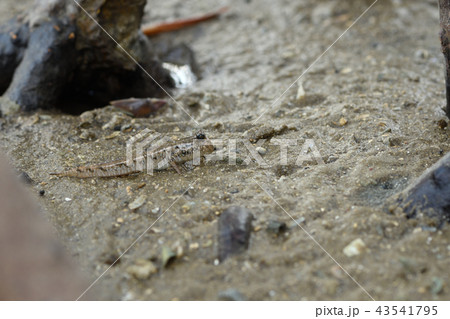 ミナミトビハゼ　とんとんみー 43541795