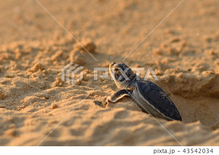 孵化したばかりのアオウミガメの赤ちゃん 孵化したばかりのアオウミガメの赤ちゃん 43542034