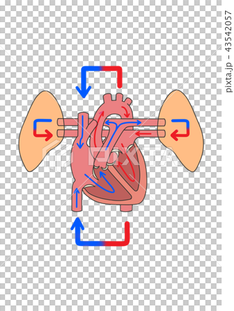 血液循環と心臓のイラスト素材