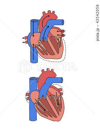 心臓の拍動 収縮期と拡張期のイラスト素材