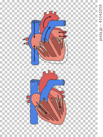 心臓の拍動　収縮期と拡張期 43542059