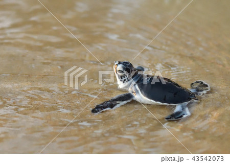 孵化したばかりのアオウミガメの赤ちゃん 孵化したばかりのアオウミガメの赤ちゃん 43542073