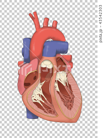 心臓の解剖図のイラスト素材