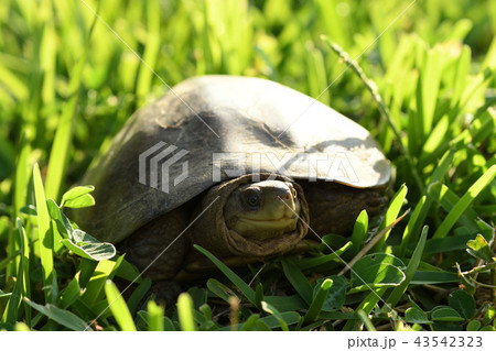 ヤエヤマイシガメ 43542323