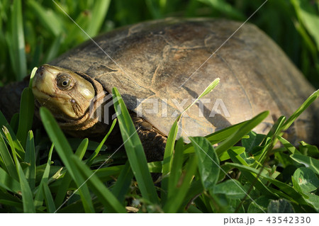 ヤエヤマイシガメ 43542330