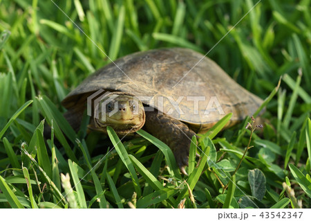 ヤエヤマイシガメ 43542347