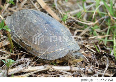 ヤエヤマイシガメ 43542358