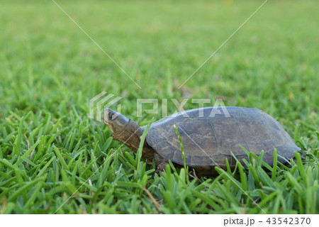ヤエヤマイシガメ 43542370