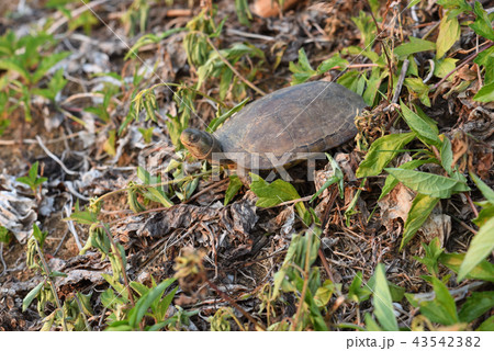 ヤエヤマイシガメ 43542382