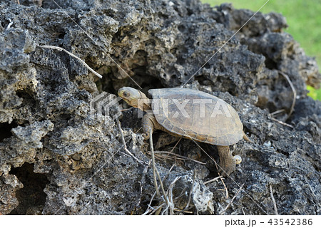 ヤエヤマイシガメ ヤエヤマイシガメ 43542386